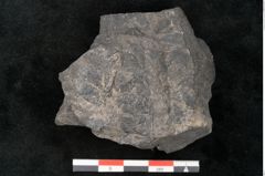 Foto (Detailansicht) von Asplenium hochstetteri Unger (NHMW-GEO-2024-0188-10301)